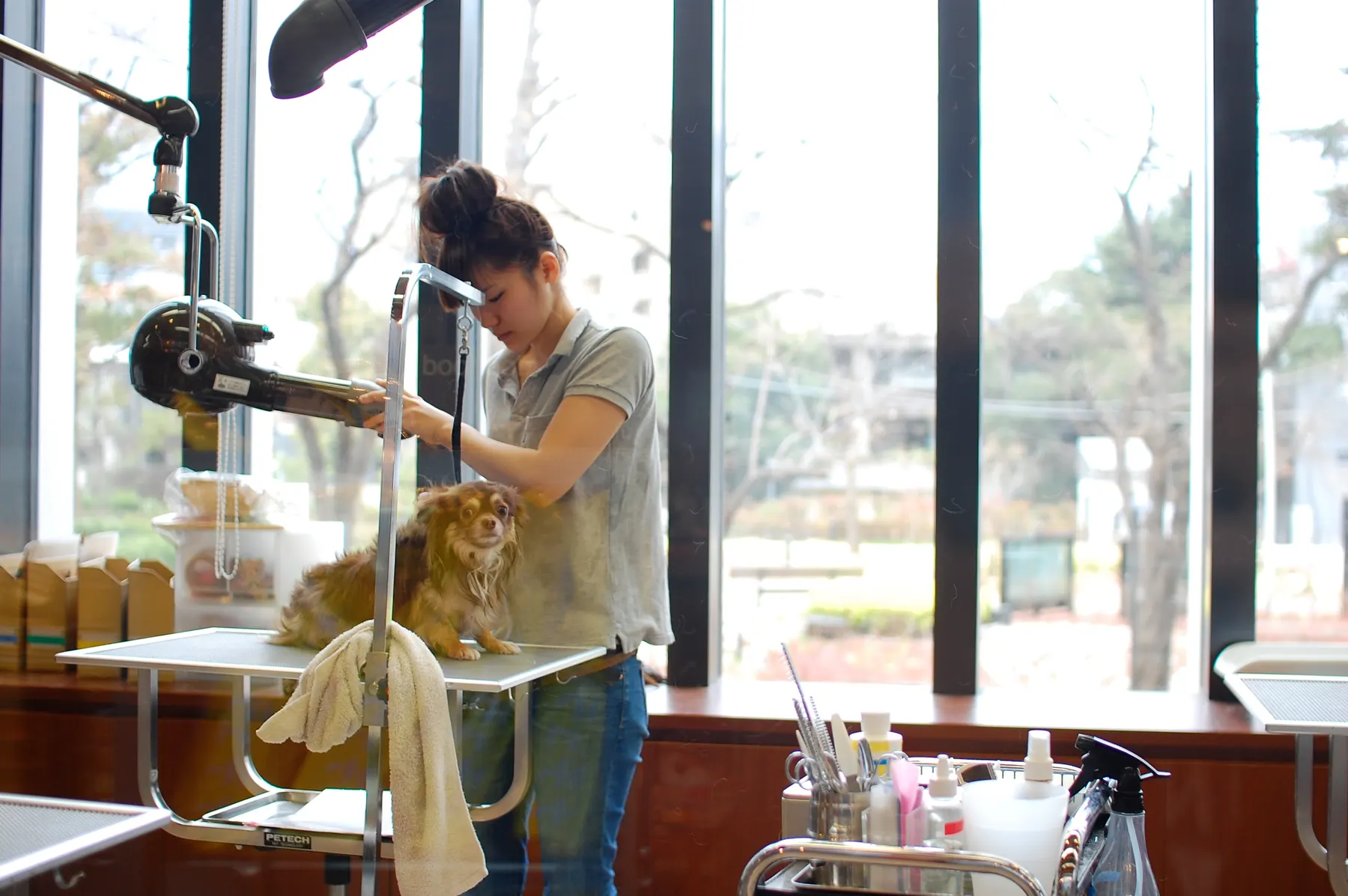 A groomer washing a small dog at a bright grooming station