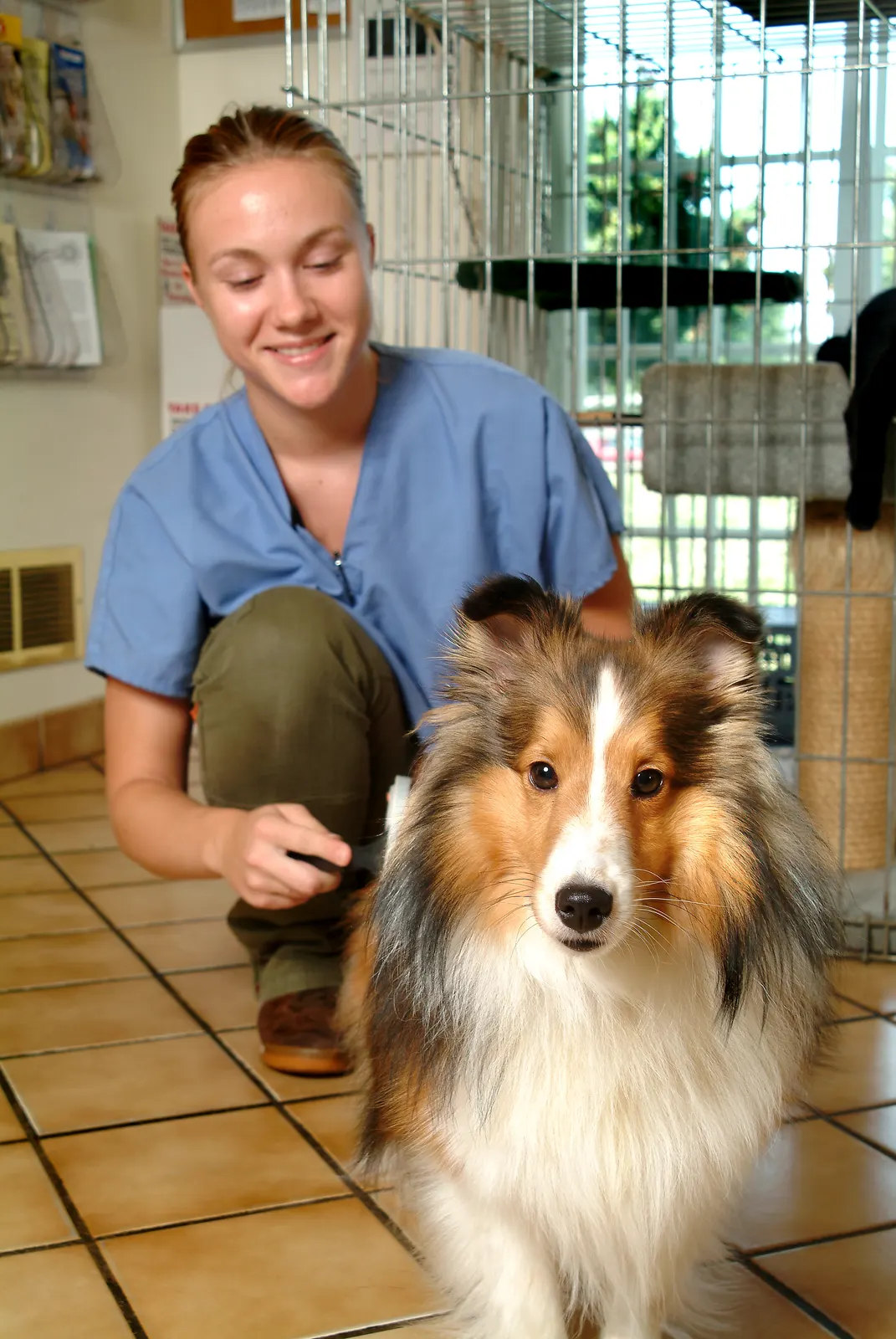 A groomer brushing out a sheltie's coat by hand