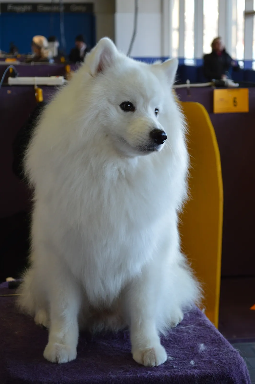 A white long-haired dog sitting up after a full groom