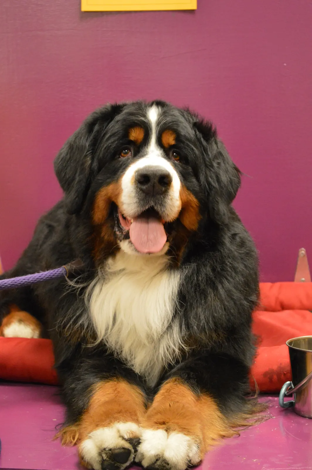A large tricolor dog lying down, relaxed and freshly brushed