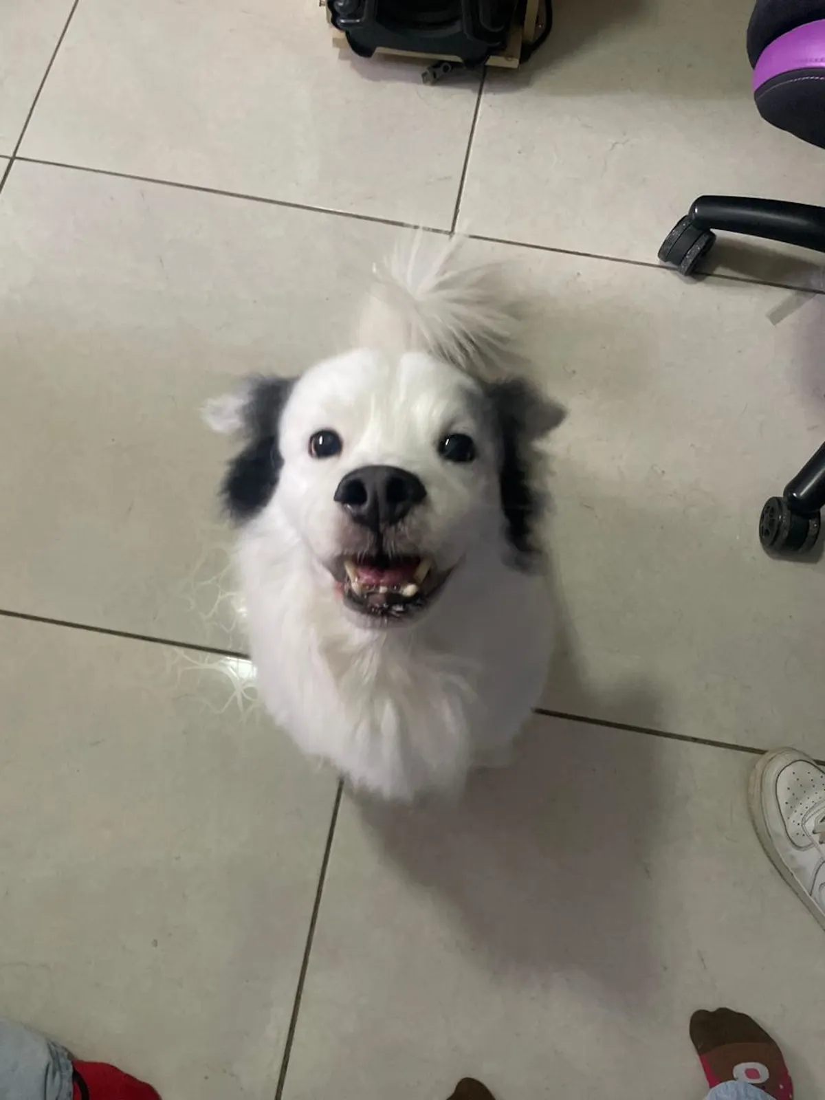 A freshly groomed white and black dog looking up with its mouth open