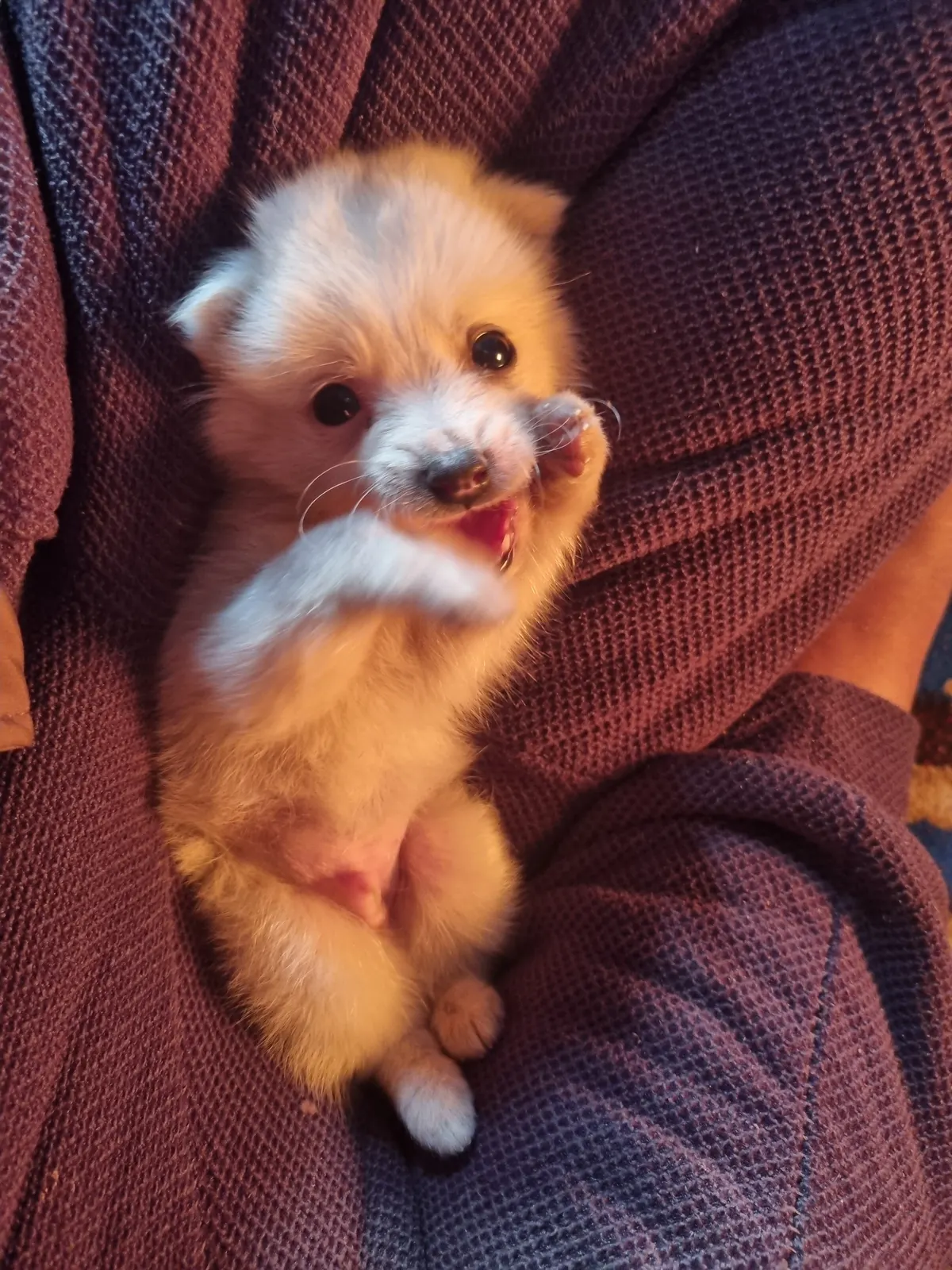 A small fluffy puppy being held after its first grooming visit