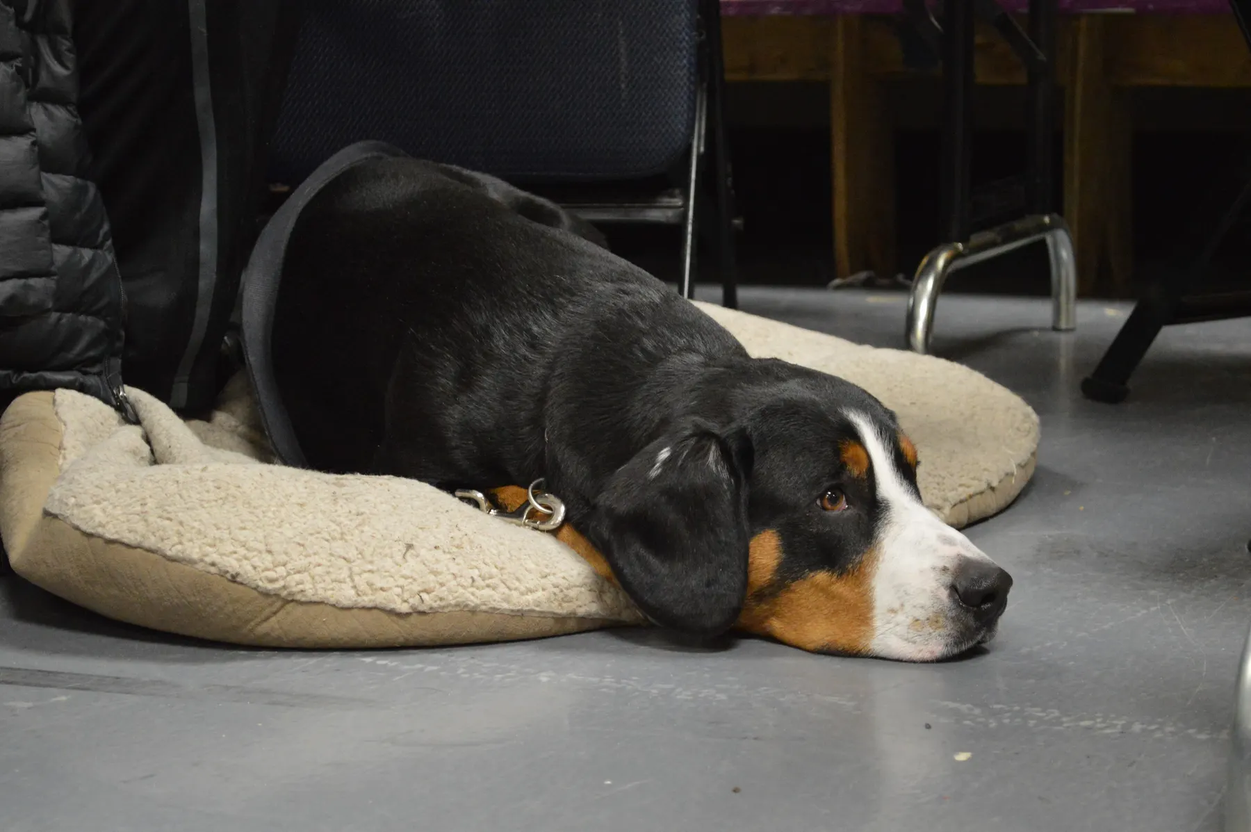 A groomed dog resting on a soft bed in the salon